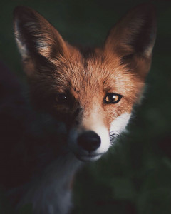 Animal photography - how to take beautiful photos of animals